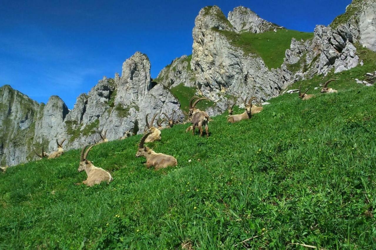 Appartamento Les Sapins Blancs Vacheresse Esterno foto